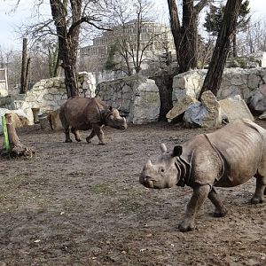 Rhinoceros unicornis