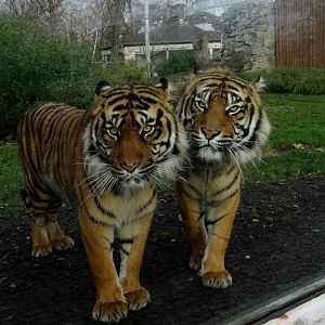 Panthera tigris sumatrae