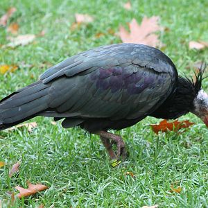 Northern bald ibis