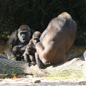 Gorillas