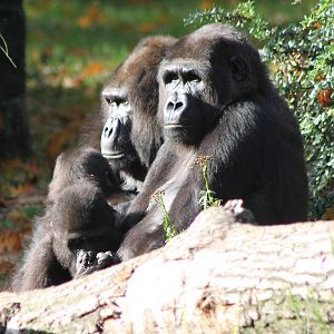 Gorillas