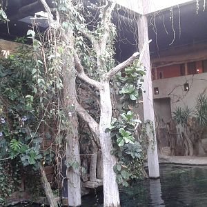 Enclosure Nile crocodiles