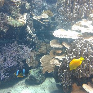 Reef aquarium