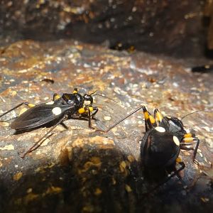 Platymeris biguttatus