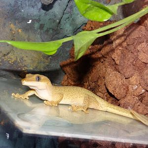 Rhacodactylus sarasinorum