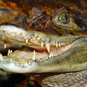 Caiman crocodilus