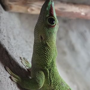 Phelsuma madagascariensis grandis