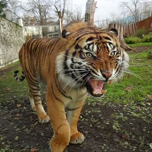 Panthera tigris sumatrae