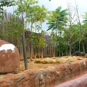 Amazon River Quest - Collared Peccary exhibit