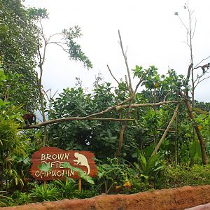 Amazon River Quest - Brown Tufted Capuchin exhibit