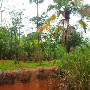 Amazon River Quest - Giant Anteater exhibit
