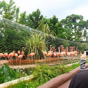 Amazon River Quest - Caribbean Flamingo exhibit