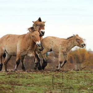 Przewalski's Horse - Mum Protecting Foal Sequence