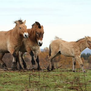 Przewalski's Horse - Mum Protecting Foal Sequence