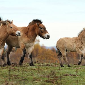 Przewalski's Horse - Mum Protecting Foal Sequence