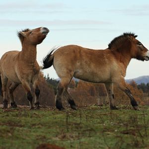 Przewalski's Horse - Mum Protecting Foal Sequence