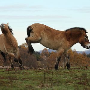 Przewalski's Horse - Mum Protecting Foal Sequence