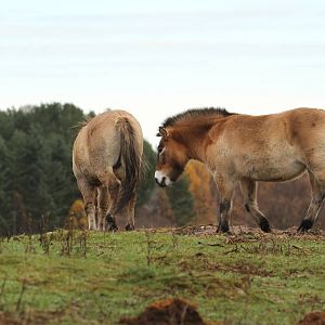 Przewalski's Horse - Mum Protecting Foal Sequence