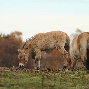 Przewalski's Horse - Mum Protecting Foal Sequence