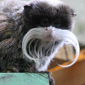 Emperor tamarin