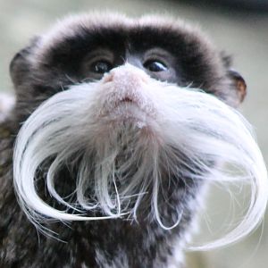 Emperor tamarin