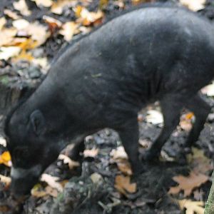 Visayan warty pig
