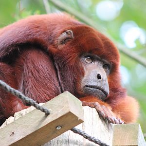 Red howler monkey