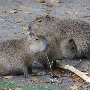 Young Capybaras
