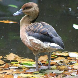 Fulvous whistling duck