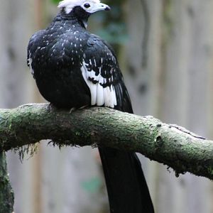 Blue-throated piping guan