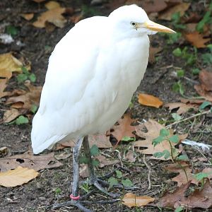 Cattle egret