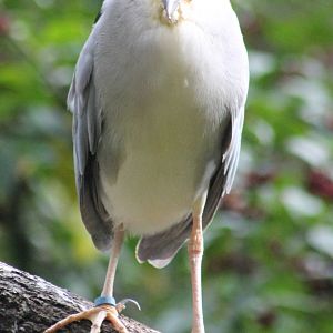 Black-crowned night heron