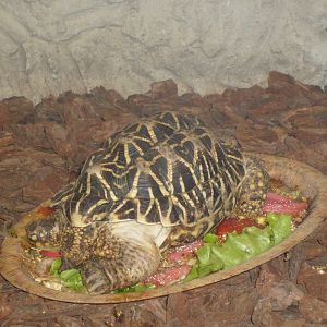 Indian star tortoise