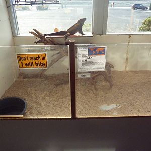 Rhinoceros Iguana Exhibit