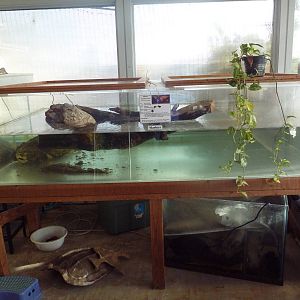 Alligator Snapping Turtle Exhibit