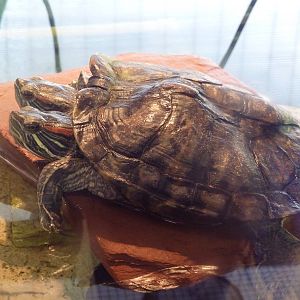 Two-Headed Red-Eared Slider