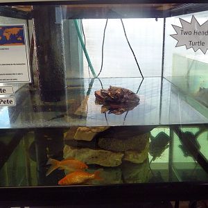 Two-Headed Red-Eared Slider Exhibit