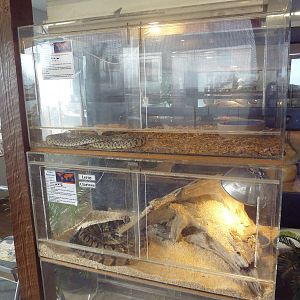 Timber Rattlesnake + Gopher Snake Exhibits