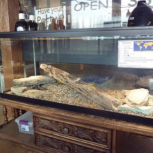 Uromastyx Exhibit