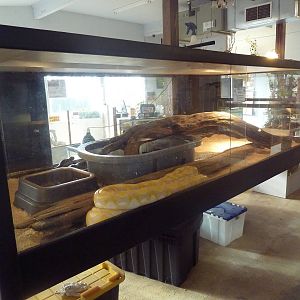 Reticulated Python Exhibit