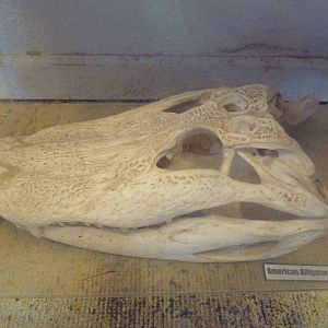 American Alligator Skull