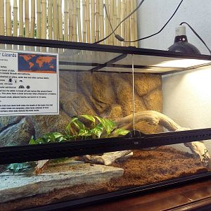 Alligator Lizard Exhibit