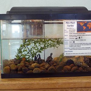 Mini Musk Turtle Exhibit
