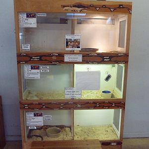 Ball Python + Rosy Boa + Corn Snake Exhibits