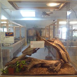 Taiwanese Beauty Snake Exhibit