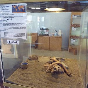 Sonoran Desert Sidewinder Exhibit