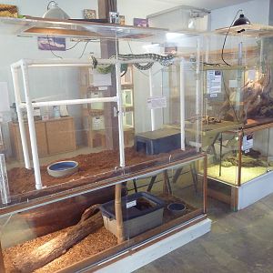 5 Exhibits (6 Species - see below)