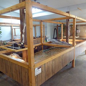 Sulcata Tortoise Exhibit