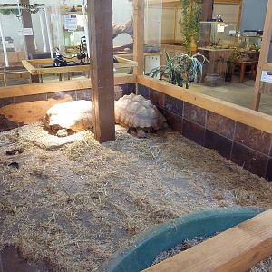Sulcata Tortoise Exhibit