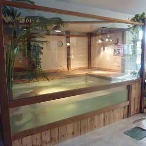 Albino American Alligator Exhibit